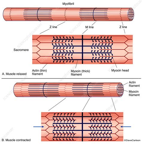 Skeletal Muscle Diagram Labeled