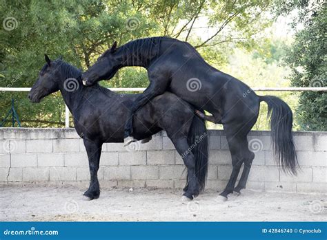 Horse Mating Stock Photo - Image: 42846740