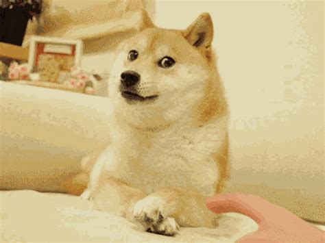 Doge Meme GIF - Doge Meme - Discover & Share GIFs