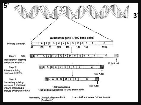 The Functions of Introns