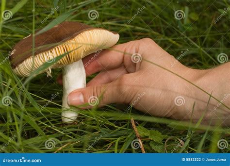 Picking mushroom stock photo. Image of mountaineering - 5882322