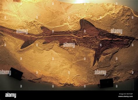 Italy Veneto Lessinia Bolca Fossil Museum - Chondrichtyes Carcharhiniformes Carcharhinidae Stock ...