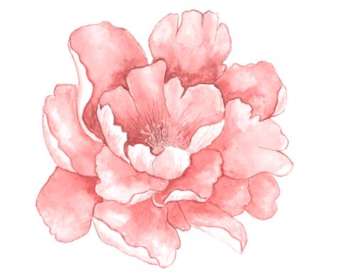 Pink Peony Flower Watercolor Clipart Soft Pink Floral Png Etsy | My XXX Hot Girl