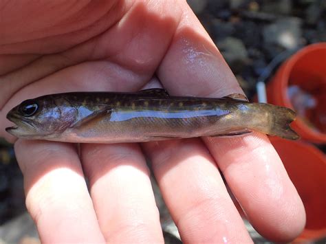 Habitat preferences and movements of non-native rainbow trout – Fish Habitat Section of the ...