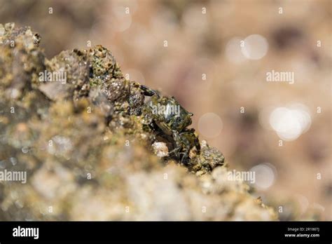 Asian shore crab Stock Photo - Alamy