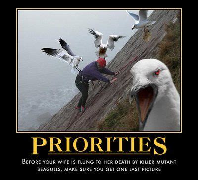 8 Best funny seagulls images | Funny, Seagull, Funny pictures