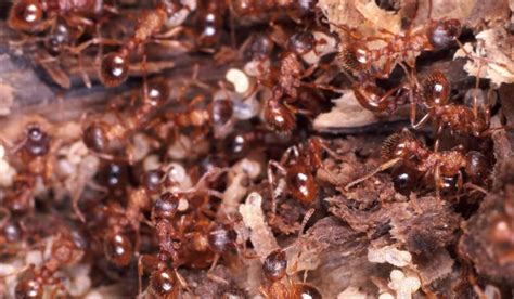 3 Best Ways To Kill Fire Ants Naturally Without Pesticides