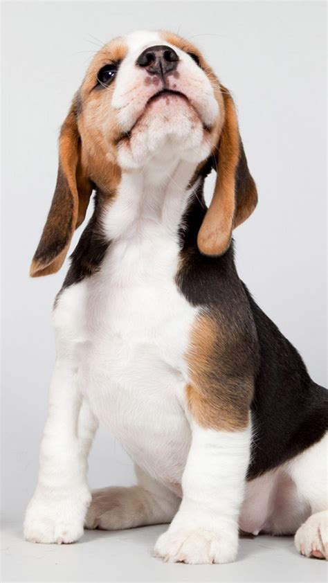 Ultra Hd Cute Beagle Puppy Wallpaper