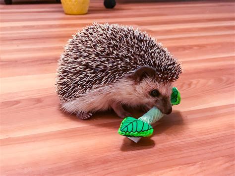 Hedgehogs enjoy chewing and playing with this toy made of fresh mint. Helps clean your hedgehog ...