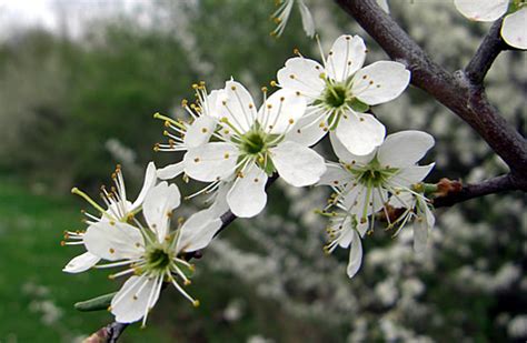 Blackthorn tree - Health Benefits - Healthyliving from Nature - Buy Online