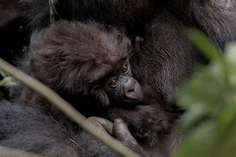 Baby mountain gorilla | Volcanoes National Park, Rwanda | Flickr