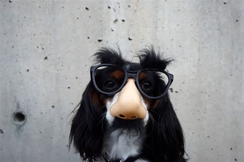 Funny Dog Free Stock Photo - Public Domain Pictures