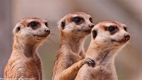 Interesting facts about meerkats | Just Fun Facts