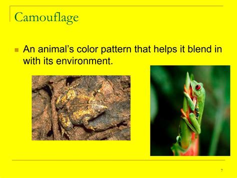 PPT - Animal Adaptations A48-53 PowerPoint Presentation, free download - ID:3224976