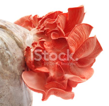 Pink Oyster Mushroom Stock Photo | Royalty-Free | FreeImages