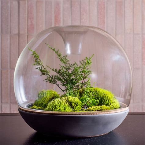 Biodome PRE-ORDER | Biodome, Plants in bottles, Garden terrarium