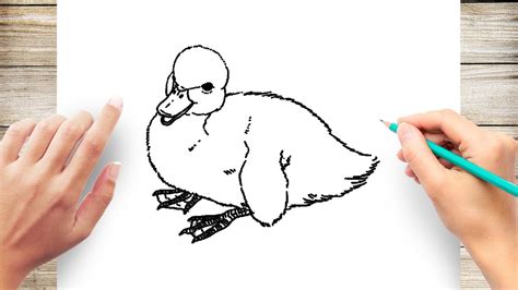 How to Draw Realistic Baby Duck - YouTube