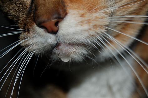 Stomatitis in Cats – A Profoundly Painful Dental Problem