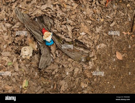 Gnomesville before the Great Gnomesville Flood of 2018 Stock Photo - Alamy