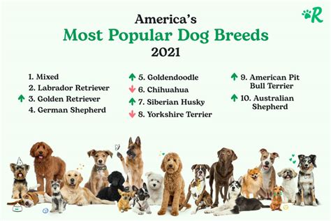 Rover Announces America’s Most Popular Dog Breeds of 2021 | The Dog People by Rover.com