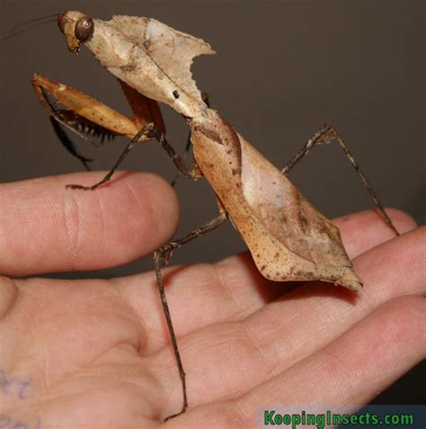 The mantis that looks like a dried leaf | Keeping Insects