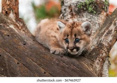 Female Cougar Kitten Puma Concolor Crouches Stock Photo 367463927 ...