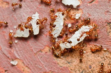 Florida Termite Control Services - Premier Termite & Pest Control