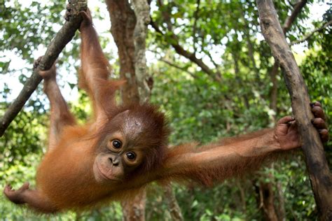 Orangutan at BOS Nyaru Menteng Orangutan Rescue Center in Indonesia - Greenpeace USA