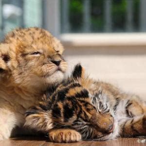 Baby Otter Cuddles With Her Kitten Friend Every Night So She Can Sleep ...