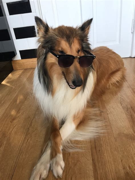 dublindoggo - Cool boi