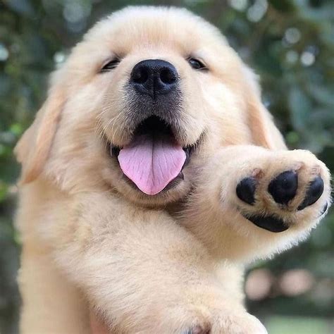 50 Adorable Golden Retriever Puppy Photos | Always Pets