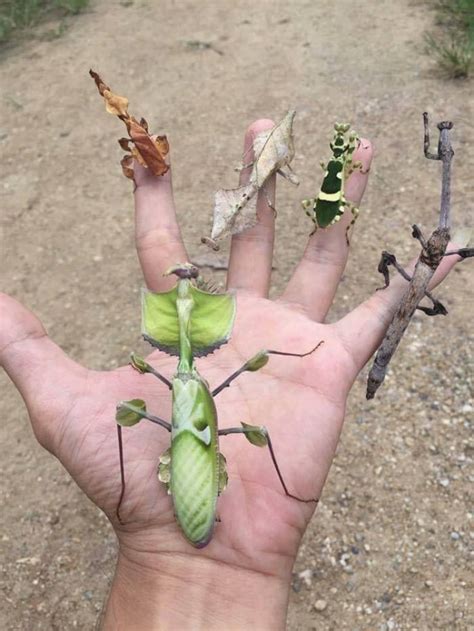 Ghost Mantis, Dead Leaf Mantis, Banded Flower Mantis, Devils Flower Mantis and Indian Stick ...