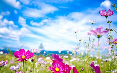 Spring Flowers Wallpapers - Top Free Spring Flowers Backgrounds ...