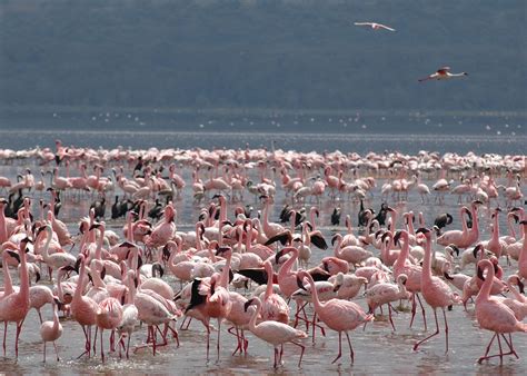 Visit Lake Nakuru, Kenya | Tailor-Made Vacations | Audley Travel US