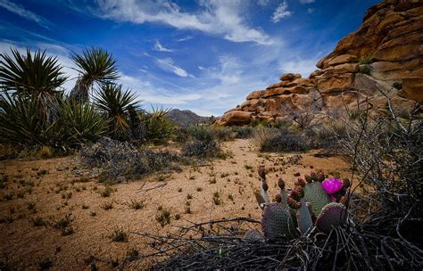 Desert Bloom Photograph by Brian Hayashi - Fine Art America