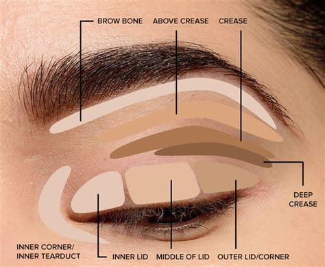 Where to Apply Eyeshadow + Eye Makeup Diagram ( 2020 ) | Basic eye ...