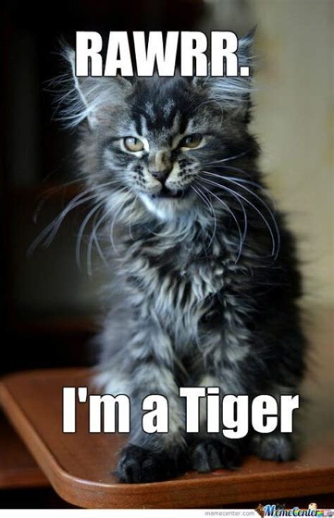 49 Funny Tiger Memes Graphics, Pictures, Images & Photos | PICSMINE