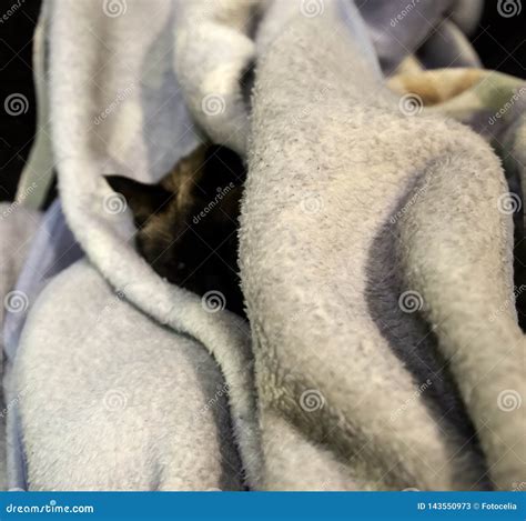 Siamese cat asleep stock image. Image of fluffy, cats - 143550973