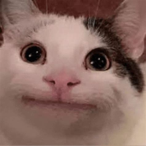 Beluga Cat Meme Discord GIF - Beluga Cat Meme Discord Belugas Hub Discord Server - Descubrir y ...