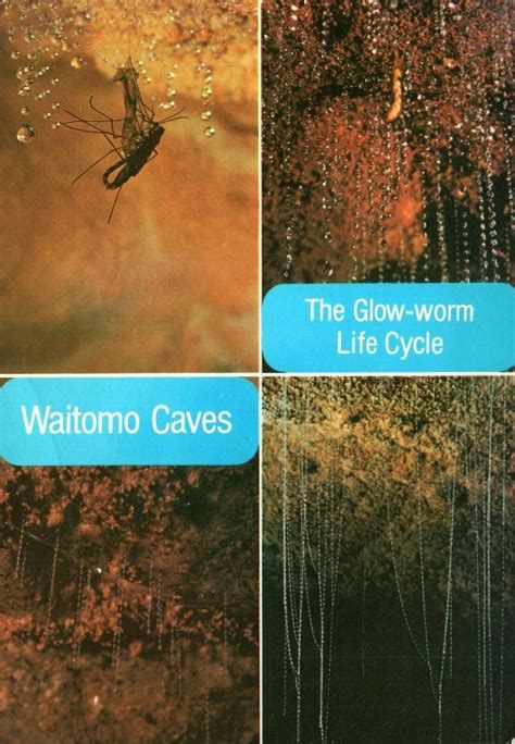 The Life Cycle of the Glow-Worm Waitomo Caves New Zealand Fresh Continental Size | Australia ...