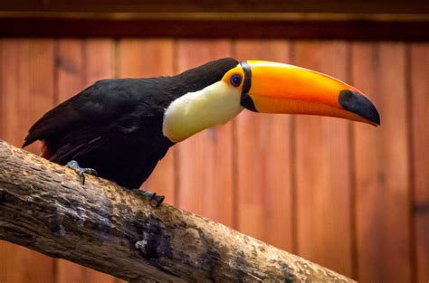 Toco Toucan Habitat