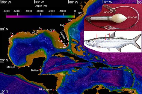 New study reveals international movements of Atlantic tarpon, need for protection