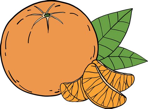 doodle freehand sketch drawing of orange fruit. 10996399 PNG