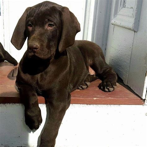 The Weisla (Weimaraner x Vizsla) is a beautiful hybrid dog. They range ...