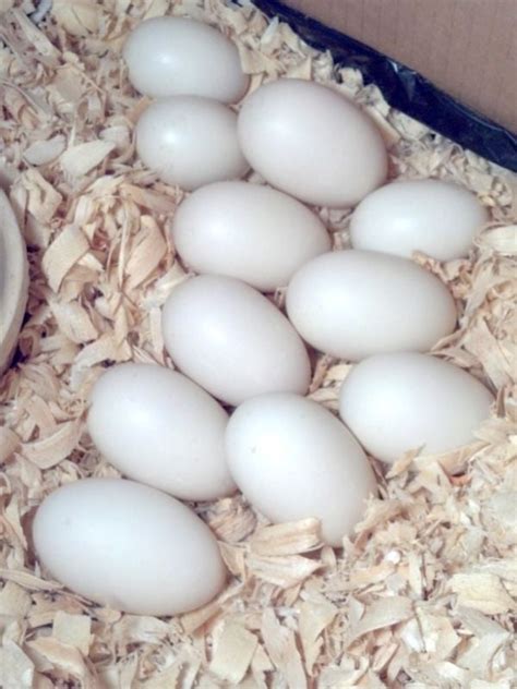 What Color are Pekin duck eggs? | BackYard Chickens - Learn How to ...