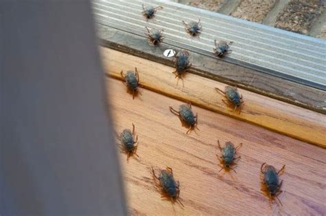 Signs of Cockroach Infestation | Patriot Pest Control