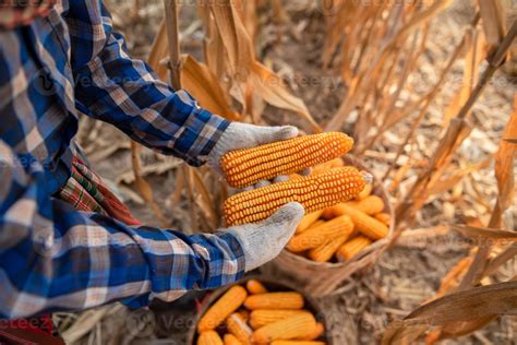 The hands of the farmers are harvesting corn Farmer harvest ideas for ...