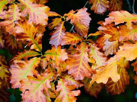 How Do Colorful Oak Trees Turn In The Fall? 7 Various Colors