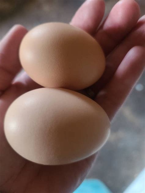 Barred Plymouth Rock Chicken Eggs Free Range Organically Fed | Etsy