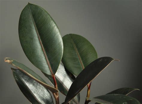 Buy Ficus Elastica Black - Rubber Plant | Nursery Nisarga